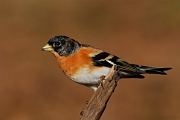 Brambling